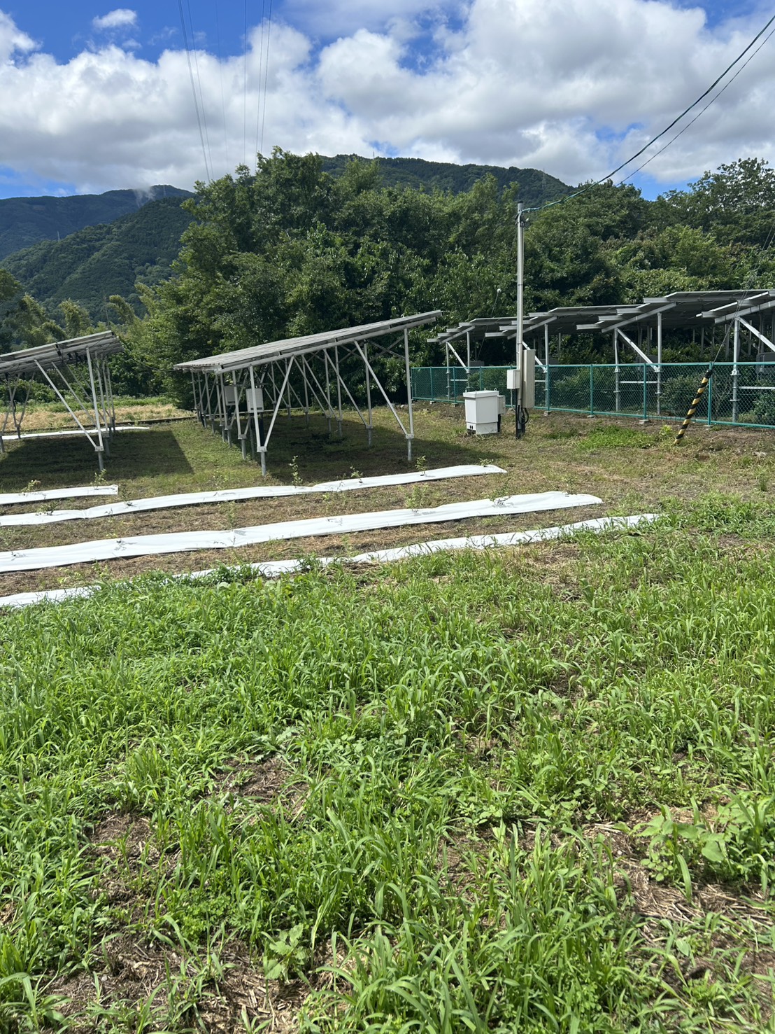 是正後。作付けを立て直し、営農と発電が両立する形に戻しました