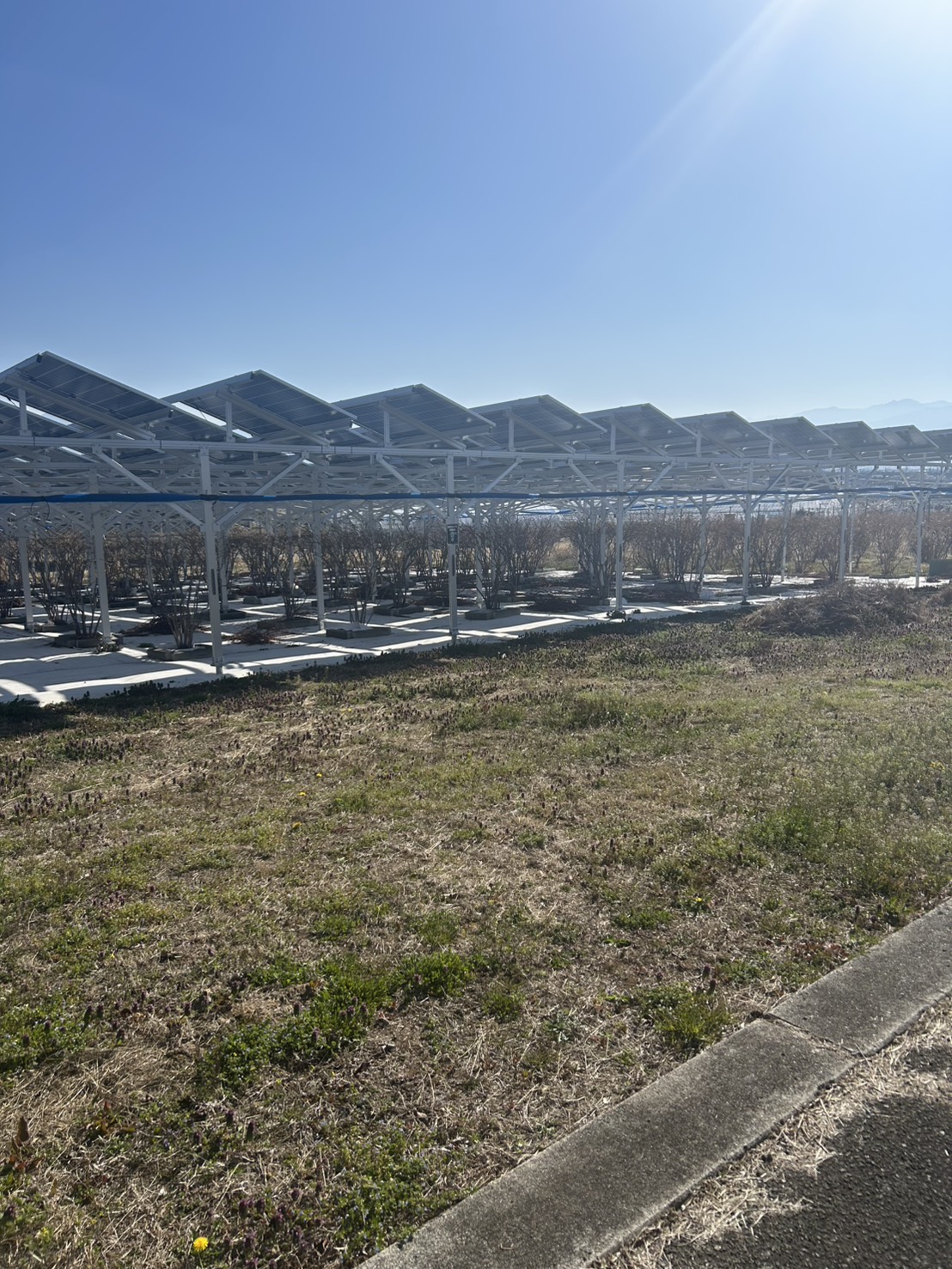 山梨県内の営農型太陽光。耕作が難しくなった農地を、営農を続けながら活用した例